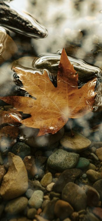 maple leaf, sheet, yellow leaf, autumn, puddle, water, stones Wallpaper 1170x2532