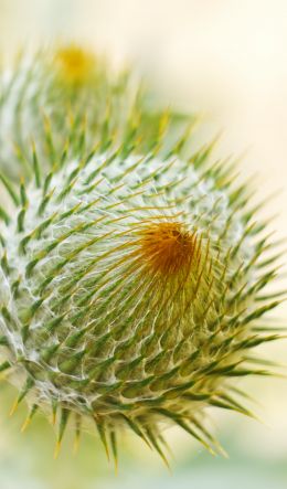 plant, needle, prickly, macro Wallpaper 600x1024