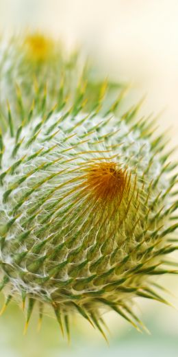 plant, needle, prickly, macro Wallpaper 720x1440