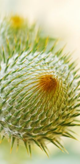 plant, needle, prickly, macro Wallpaper 1080x2220