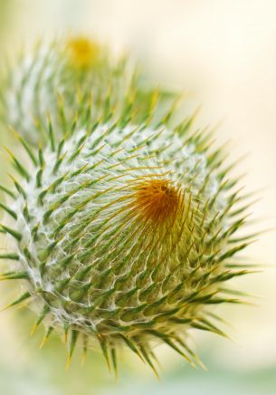 plant, needle, prickly, macro Wallpaper 1668x2388