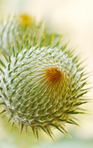 plant, needle, prickly, macro Wallpaper 1752x2800