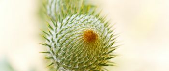 plant, needle, prickly, macro Wallpaper 2560x1080