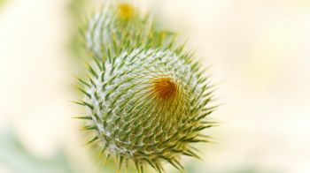 plant, needle, prickly, macro Wallpaper 2560x1440