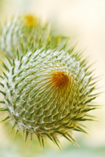 plant, needle, prickly, macro Wallpaper 640x960