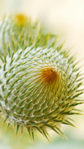 plant, needle, prickly, macro Wallpaper 640x1136