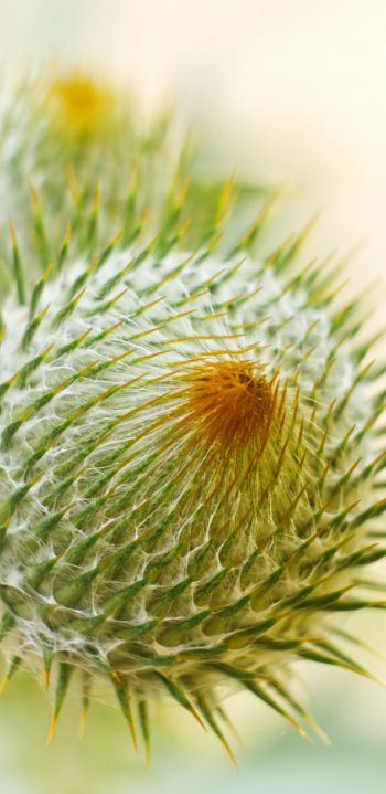 plant, needle, prickly, macro Wallpaper 1440x2960