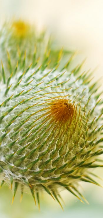 plant, needle, prickly, macro Wallpaper 1440x3040