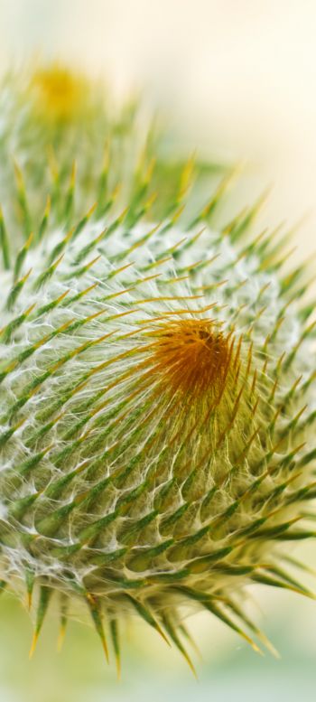 plant, needle, prickly, macro Wallpaper 1440x3200