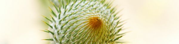 plant, needle, prickly, macro Wallpaper 1590x400