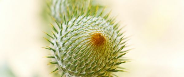 plant, needle, prickly, macro Wallpaper 3440x1440