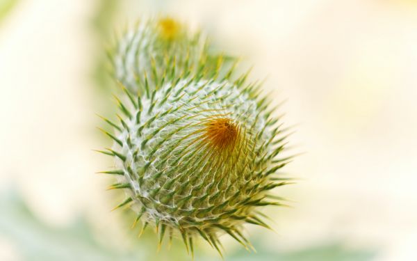 plant, needle, prickly, macro Wallpaper 2560x1600