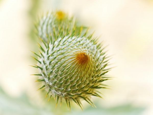 plant, needle, prickly, macro Wallpaper 1024x768