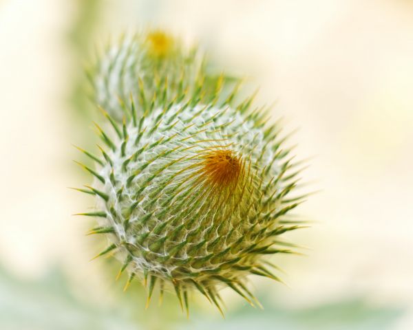 plant, needle, prickly, macro Wallpaper 1280x1024