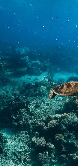 Обои 720x1520 черепаха, подводный мир, аквалангист, вода, глубина, кораллы