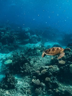 Обои 1536x2048 черепаха, подводный мир, аквалангист, вода, глубина, кораллы