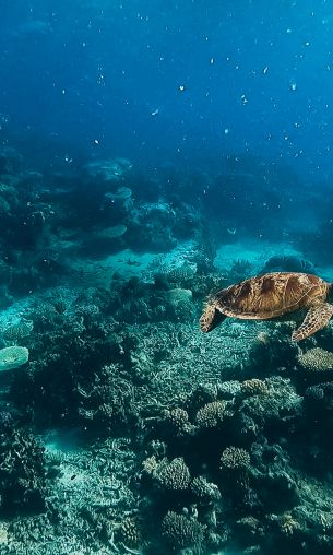 Обои 1200x2000 черепаха, подводный мир, аквалангист, вода, глубина, кораллы