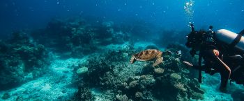 Обои 3440x1440 черепаха, подводный мир, аквалангист, вода, глубина, кораллы