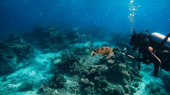Обои 1280x720 черепаха, подводный мир, аквалангист, вода, глубина, кораллы