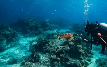 Обои 1920x1200 черепаха, подводный мир, аквалангист, вода, глубина, кораллы