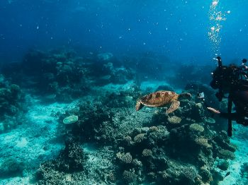 Обои 1024x768 черепаха, подводный мир, аквалангист, вода, глубина, кораллы