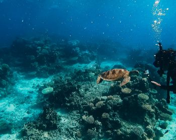 Обои 1280x1024 черепаха, подводный мир, аквалангист, вода, глубина, кораллы
