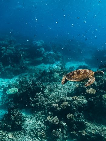 Обои 1620x2160 черепаха, подводный мир, аквалангист, вода, глубина, кораллы