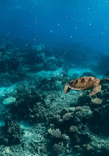 Обои 1668x2388 черепаха, подводный мир, аквалангист, вода, глубина, кораллы