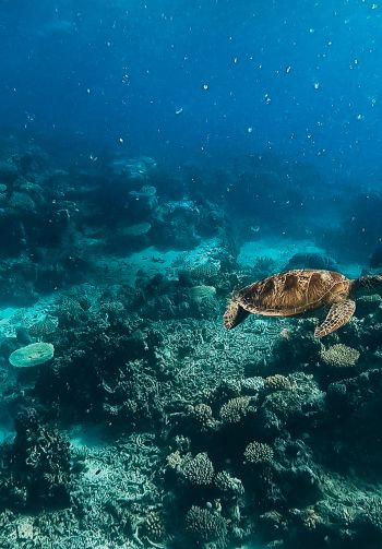 Обои 1640x2360 черепаха, подводный мир, аквалангист, вода, глубина, кораллы