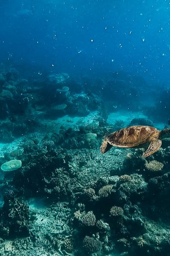 Обои 640x960 черепаха, подводный мир, аквалангист, вода, глубина, кораллы