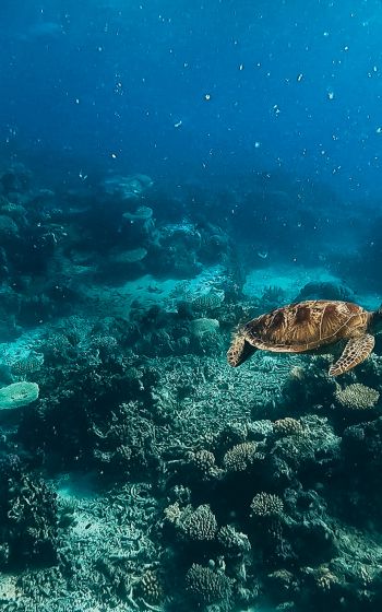 Обои 1200x1920 черепаха, подводный мир, аквалангист, вода, глубина, кораллы