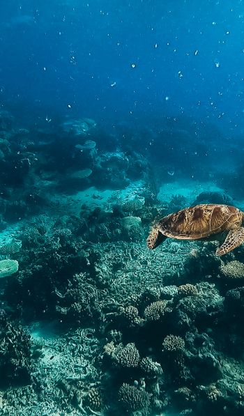 Обои 600x1024 черепаха, подводный мир, аквалангист, вода, глубина, кораллы