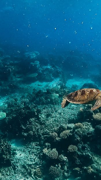 Обои 640x1136 черепаха, подводный мир, аквалангист, вода, глубина, кораллы