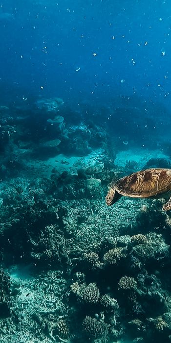 Обои 720x1440 черепаха, подводный мир, аквалангист, вода, глубина, кораллы