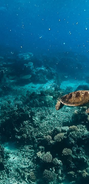 Обои 1080x2220 черепаха, подводный мир, аквалангист, вода, глубина, кораллы