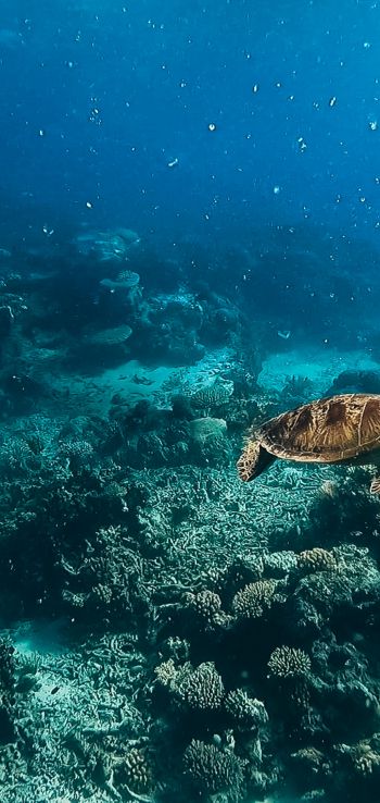Обои 1080x2280 черепаха, подводный мир, аквалангист, вода, глубина, кораллы