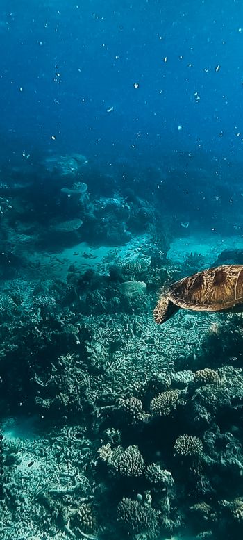 Обои 1080x2400 черепаха, подводный мир, аквалангист, вода, глубина, кораллы