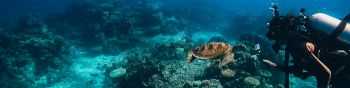 Обои 1590x400 черепаха, подводный мир, аквалангист, вода, глубина, кораллы