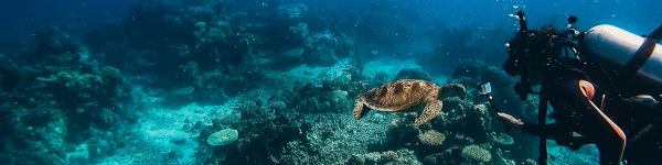 Обои 1590x400 черепаха, подводный мир, аквалангист, вода, глубина, кораллы