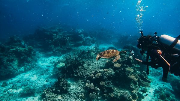 Обои 5000x2813 черепаха, подводный мир, аквалангист, вода, глубина, кораллы