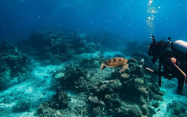 turtle, underwater world, scuba diver, water, depth, coral Wallpaper 1920x1200