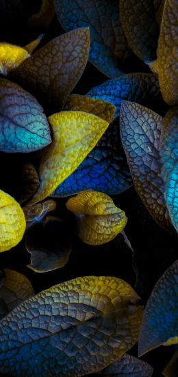 plant, sheet, dew, drops Wallpaper 1080x2280