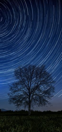 Обои 1080x2280 дерево, ночь, звезды, длинная выдержка, трава