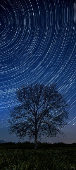 tree, night, stars, long exposure, grass Wallpaper 1080x2400