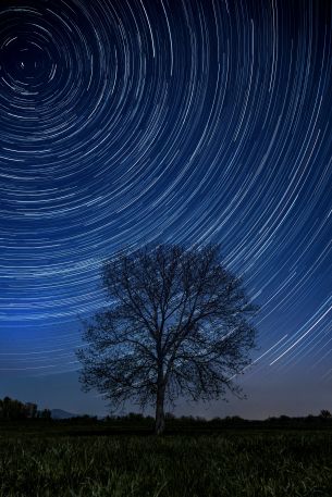 tree, night, stars, long exposure, grass Wallpaper 4000x6000