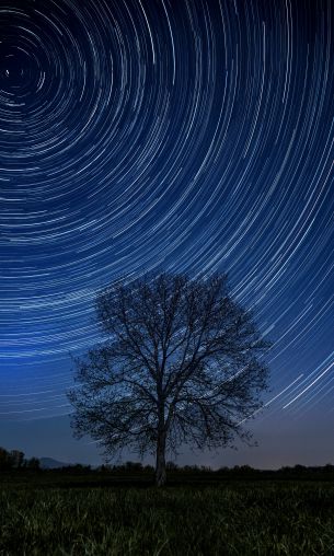 tree, night, stars, long exposure, grass Wallpaper 1200x2000
