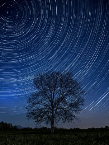 tree, night, stars, long exposure, grass Wallpaper 1620x2160