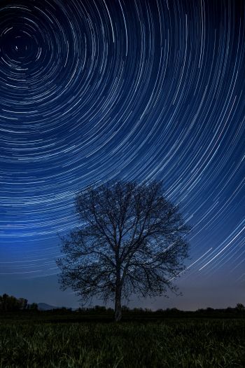 Обои 640x960 дерево, ночь, звезды, длинная выдержка, трава