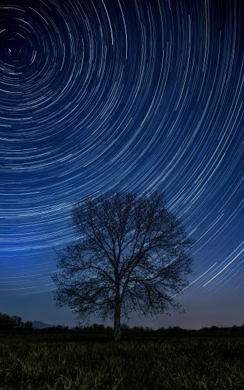 tree, night, stars, long exposure, grass Wallpaper 1752x2800