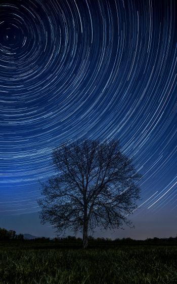 tree, night, stars, long exposure, grass Wallpaper 1200x1920